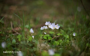 Waldblumen