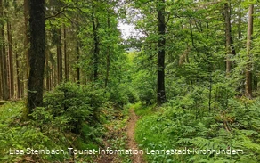 Pfad zurück nach Welschen Ennest