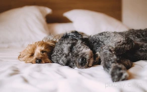 zwei schlafende Hunde