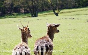 Wildpark Völlinghausen