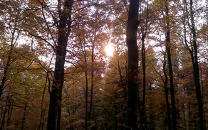 Herbstwald
