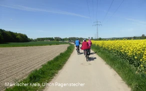 Radler mit Rapsfeld