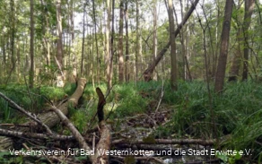 Erlenbruchwald im Naturschutz- & Naherholungsgebiet Muckenbruch Erlenbruchwald im Naturschutz- & Naherholungsgebiet Muckenbruch