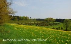 Flower meadow in Wenden