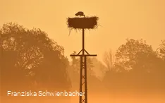 Een ooievaar in het nest