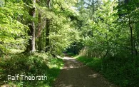 Mitten durch den Wald und die Natur führt der Trim