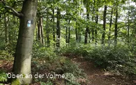 Wegeverlauf durch einen Buchenwald