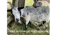 Ziege Wildpark Bilsteintal Warstein 