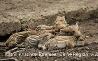 WildtierPark Edersee