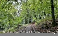 Buchenwald im Frühling am Uplandsteig