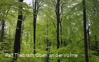 Leuchtendgrüne Buchenwälder