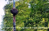 Naturerlebnis Wald Meerhof