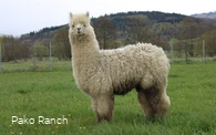 Alpaka