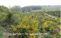 Blühender Ginster im Mai