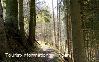 Waldweg an der Goldspur Eimelrod 