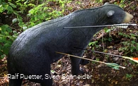 3D Figur Bär