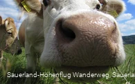 Hallo?
