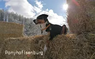 Neben den Ponys gibt es auch weitere Mitbewohner