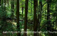 Dichterlichtung