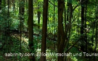 Dichterlichtung