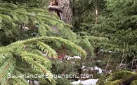 Luchs