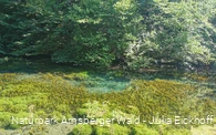 Die Almequellen bei Brilon Alme - Sauerland-Waldroute