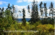 Fichtenwald am Vulkanpfad Welleringhausen