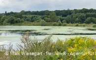 Menden Oeseteiche