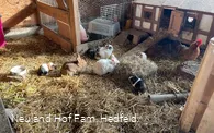 Auch Kaninchen gibt es zu entdecken