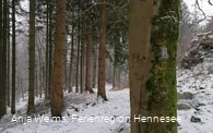 Weg vom Kreuz zur Steinbergruine