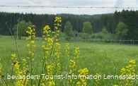 Wiese am Silberbachtal