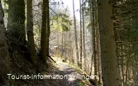 Waldweg an der Goldspur Eimelrod 