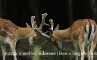 WildtierPark Edersee