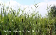 Naturschutz- & Naherholungsgebiet Muckenbruch