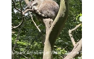Waschbär Wildpark Bilsteintal Warstein