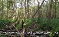 Erlenbruchwald im Naturschutz- & Naherholungsgebiet Muckenbruch