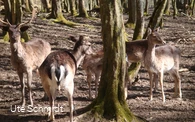 Wildgehege Dodenau