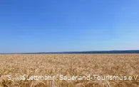 Blick über ein Feld auf der Haar