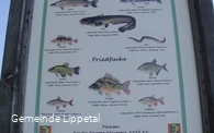 Fischbestand im "Altarm"