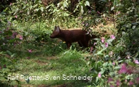 3D Figur Fuchs