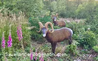 Hörner