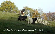 Wallieser Schwarzhalsziegen