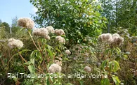 Unterschiedlichste Pflanzen säumen den Weg