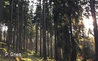 Weg beim Waldbaden quer (Foto P.Gries).jpg