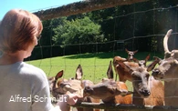 Wildgehege Dodenau