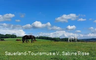 Blick auf eine Pferdewiese aufd em Wixberg