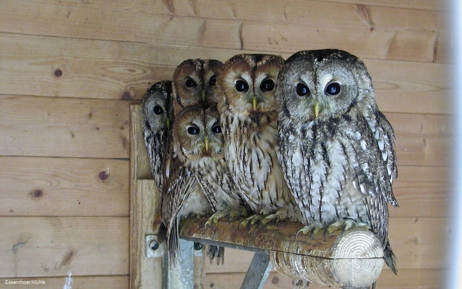 Ausgewöhnungsstation Essenthoer Mühle