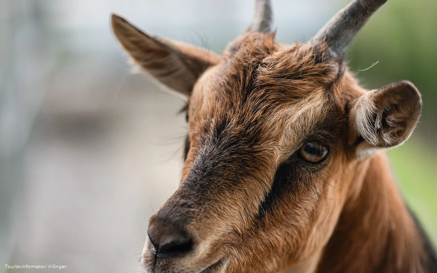 Ziege im Wild- und Freizeitpark Willingen Ziege im Wild- und Freizeitpark Willingen