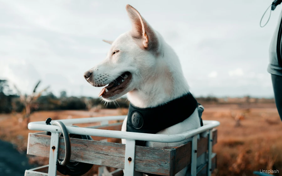 A dog during a bike tour in the Sauerland