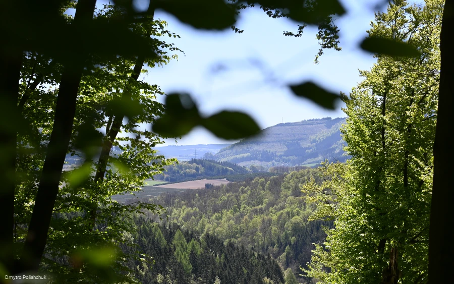Ausblick auf den Wald bei Ostwig